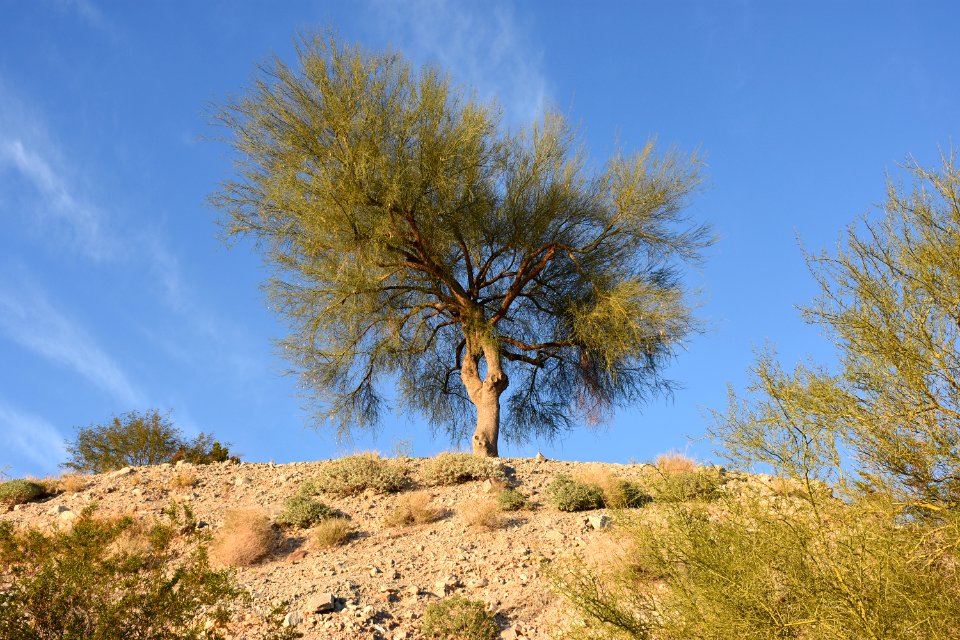 Phoenix, United states, Scape