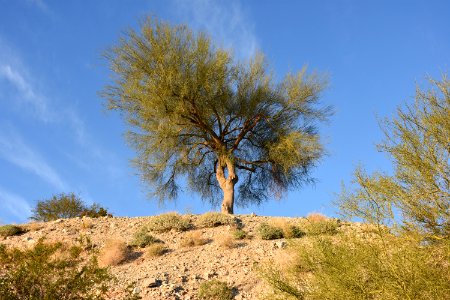 Phoenix, United states, Scape