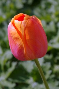 The petals single flower