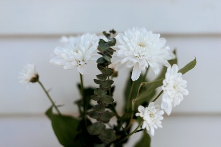 white petaled flower close-up photography photo