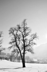 Waidhofen an der ybbs, Austria, Tree
