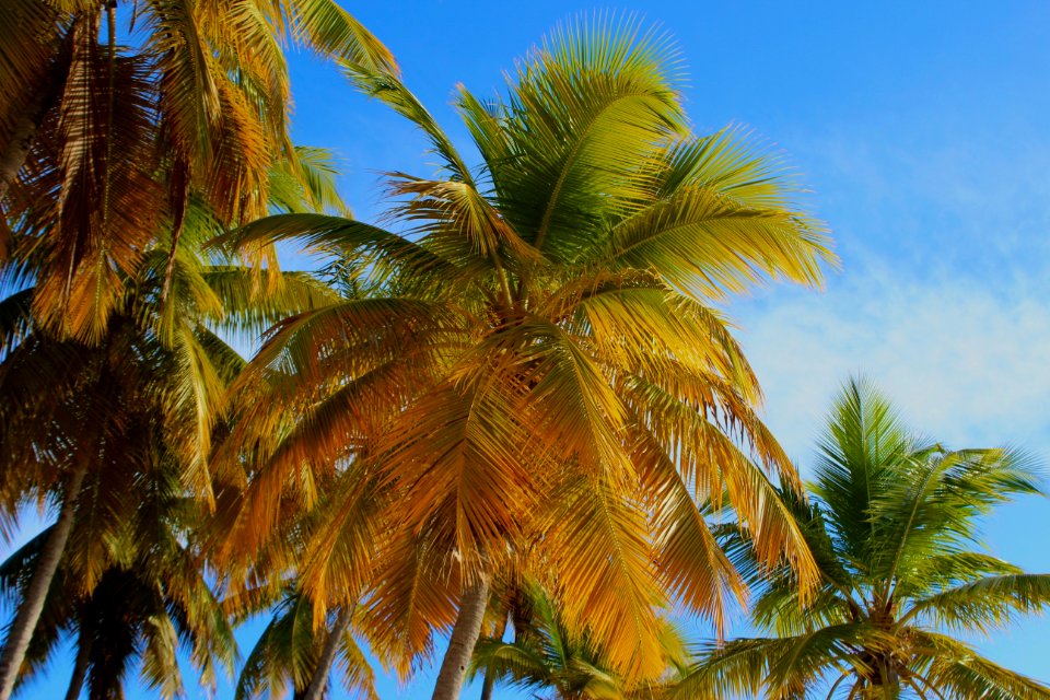 St thomas, Us virgin Island, Warm