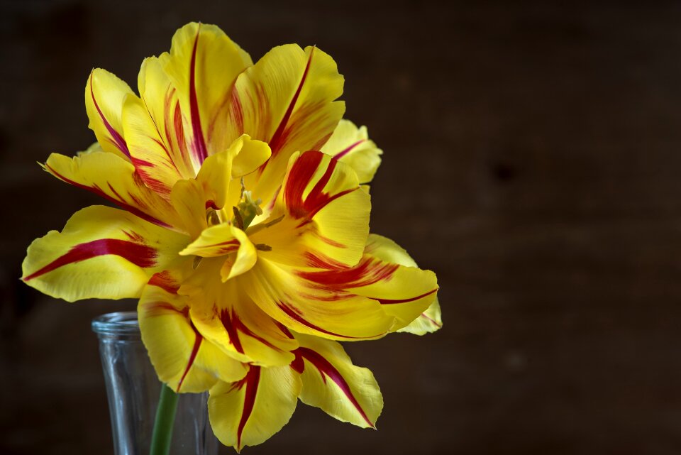 Blossom bloom open flower photo