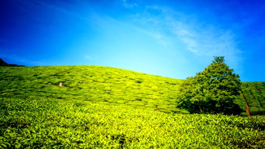 Munnar, India, Tea photo