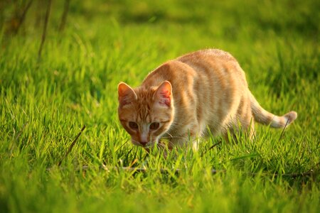 Red cat cat baby young cat