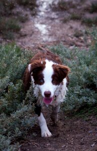 Wet dog dog water droplets