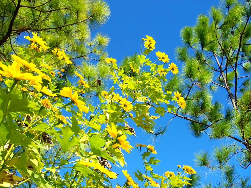 Pine trees, Blue sky, Spring