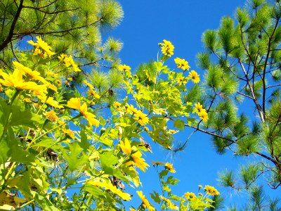 Pine trees, Blue sky, Spring