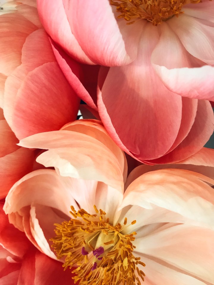 Peonies, Flowers, Abstract