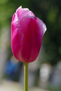 The petals single flower