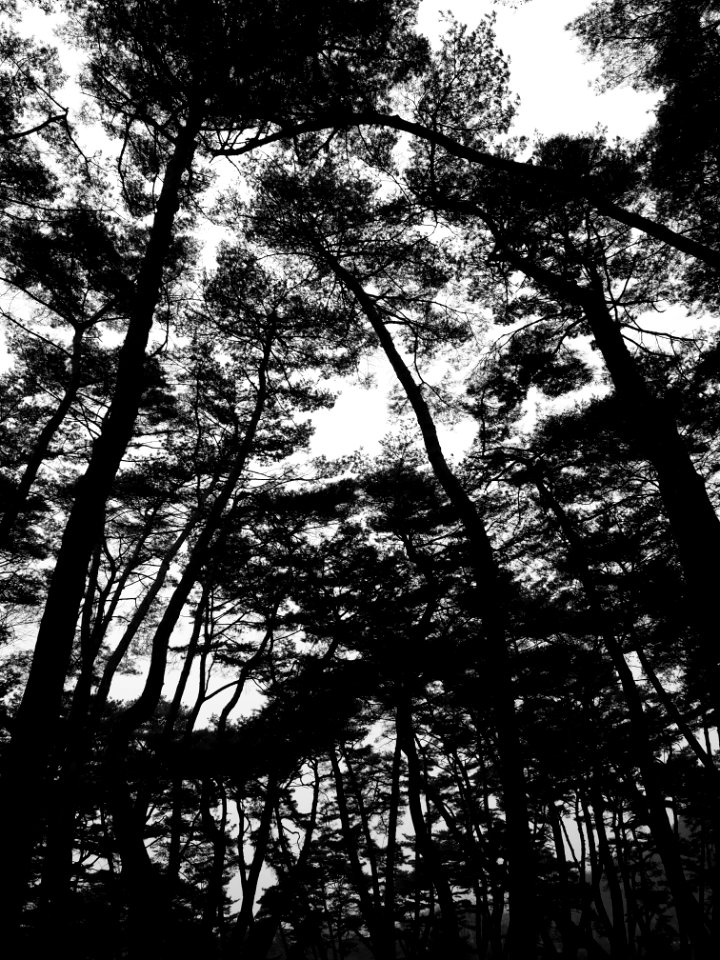 Pine trees, Pine, Korea