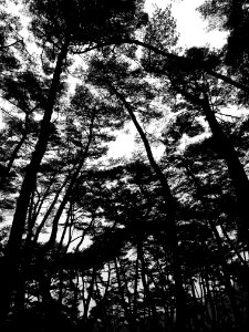 Pine trees, Pine, Korea