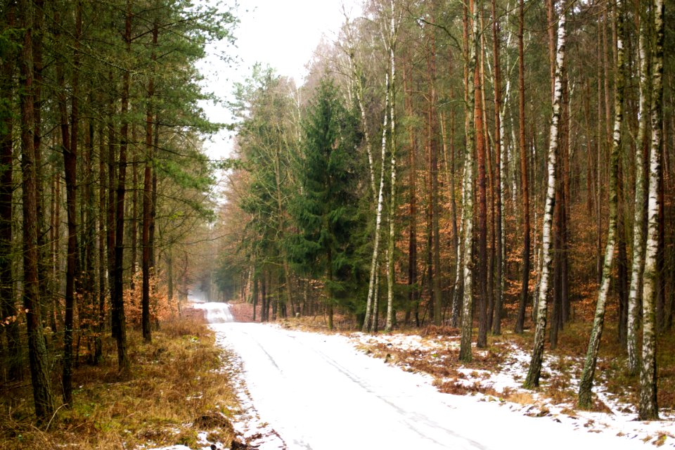 Sky, Road, Trees