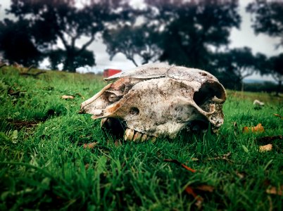 Nature, Still life, Skull
