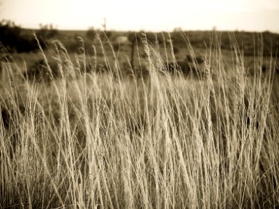 Quorn, Australia, Tall grass