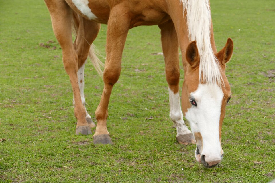 Pasture rest paddock