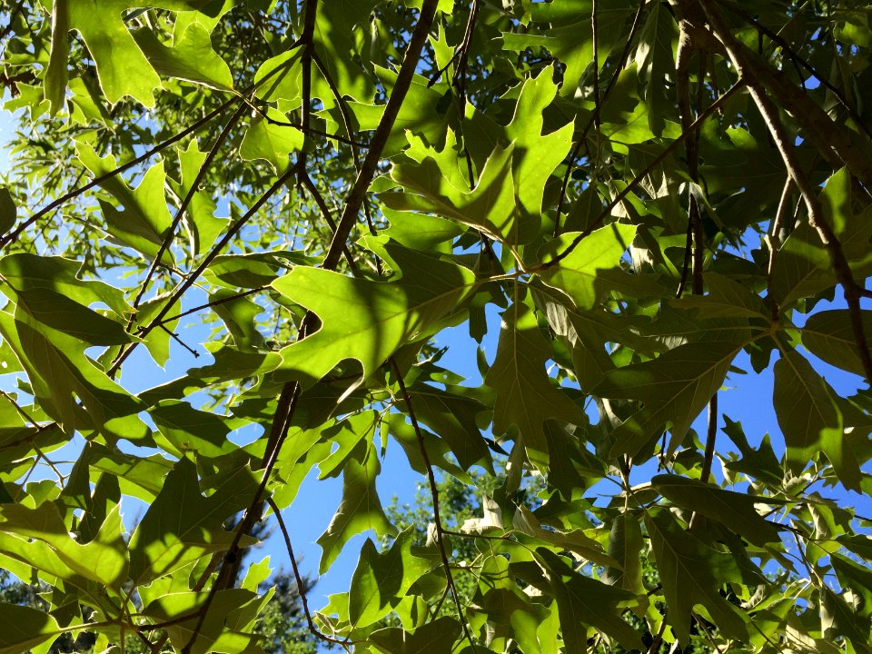 Leaf, Tree