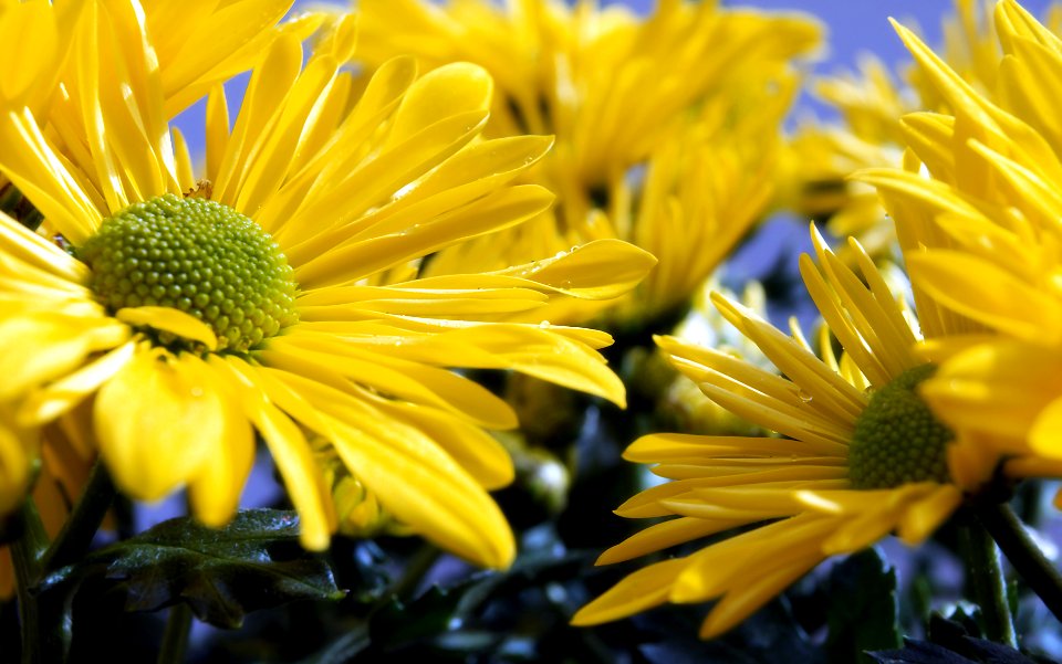 Detail, Close up, Spring
