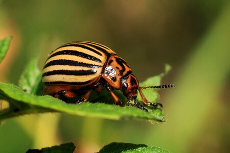 Potato striped colorado potato beetle