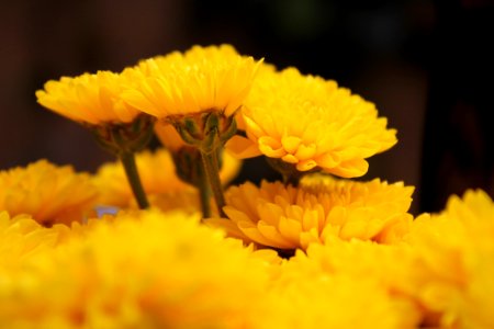 Nature, Flowers yellow