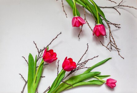 Branch flowers tulips