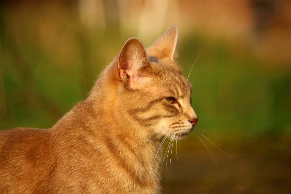 Cat baby young cat domestic cat