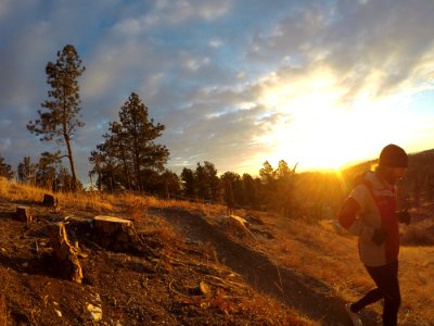 Rapid city, United states, Pine trees photo