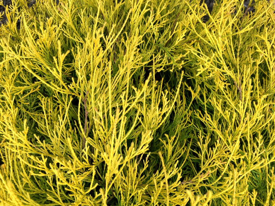Pattern, Yellow, Bush