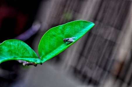 Leaves, Ho chi minh city, Vietnam photo