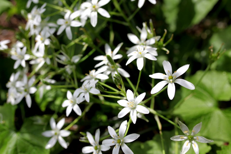 Botanical, Garden, Flower