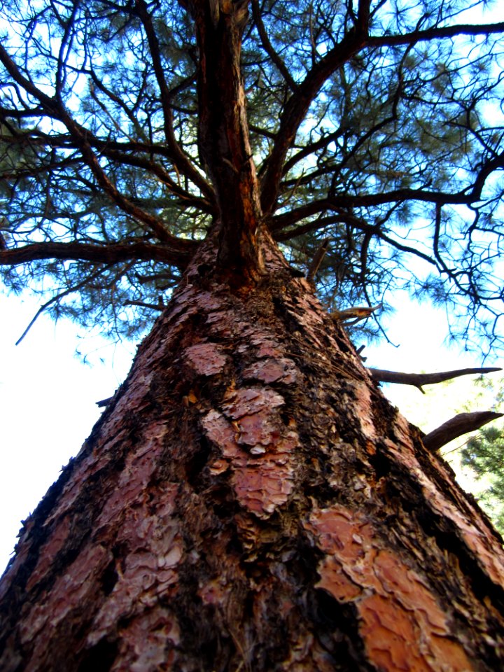 Trees, Pine, Ponderosa