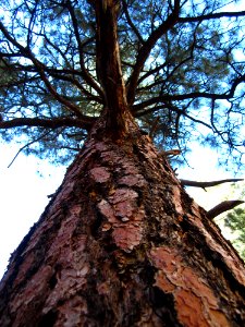 Trees, Pine, Ponderosa photo