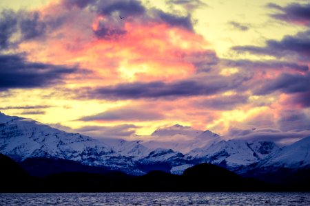 Wanaka, New Zealand, Bird