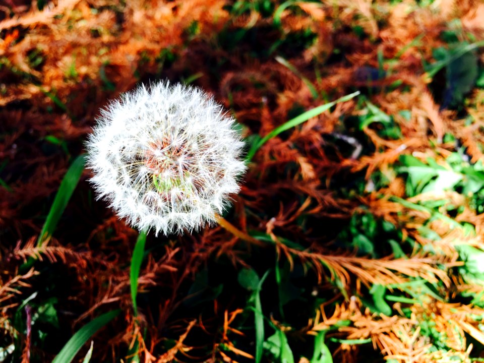 Dallas, United states, Field