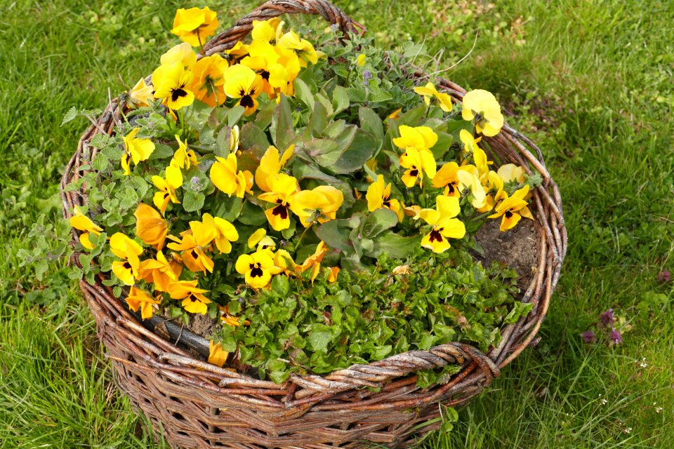 Spring flower signs of spring color