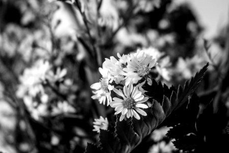 Black, White, Black white