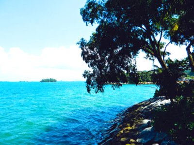 Palawan beach, Sentosa, Tree photo