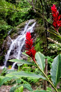 Nature flowers plant
