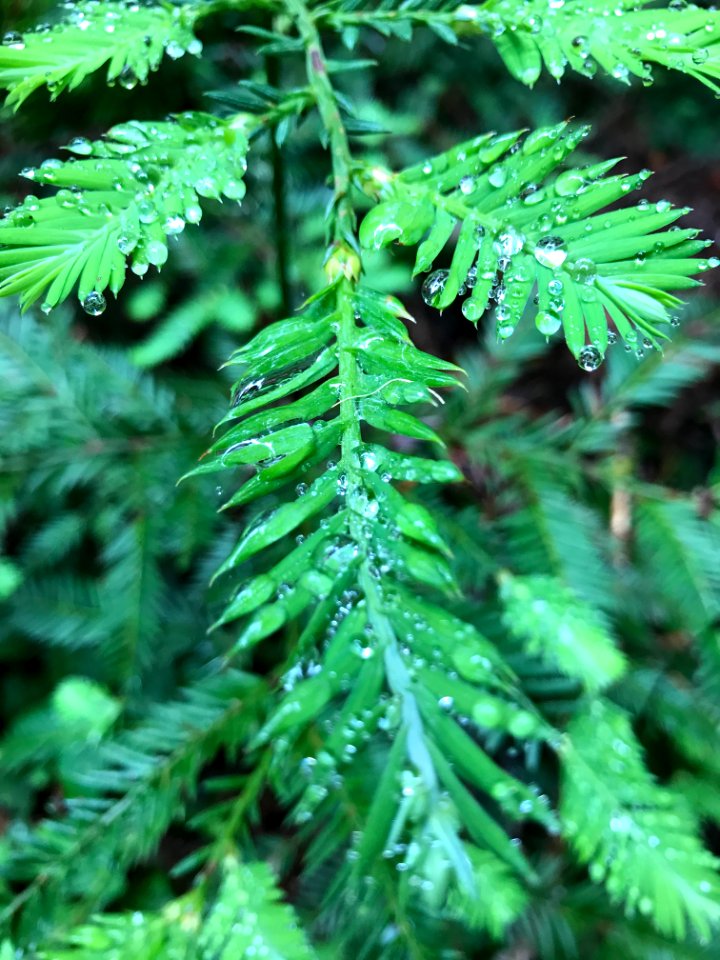 Pine, Branch, Trees