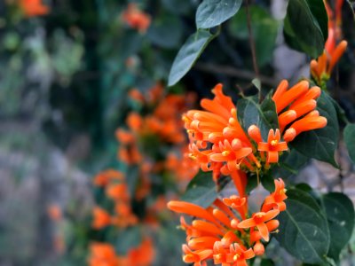 Orange, Flower photo