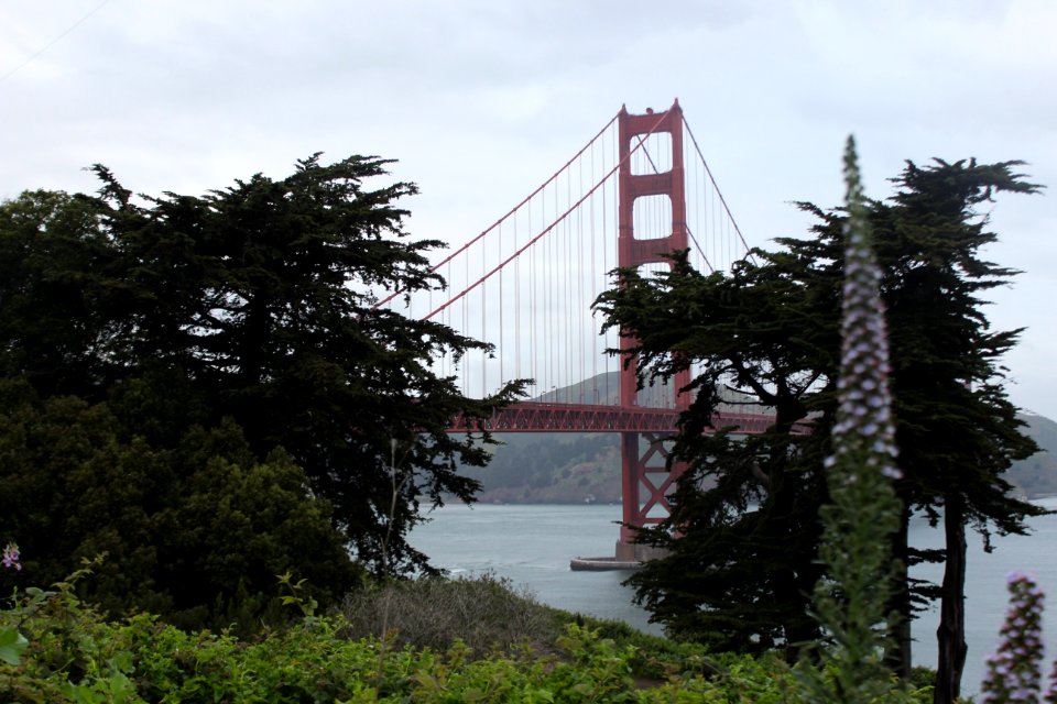 San francisco, United states, Purple