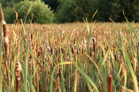 Ridgefield national wildlife refuge, Ridgefield, United states