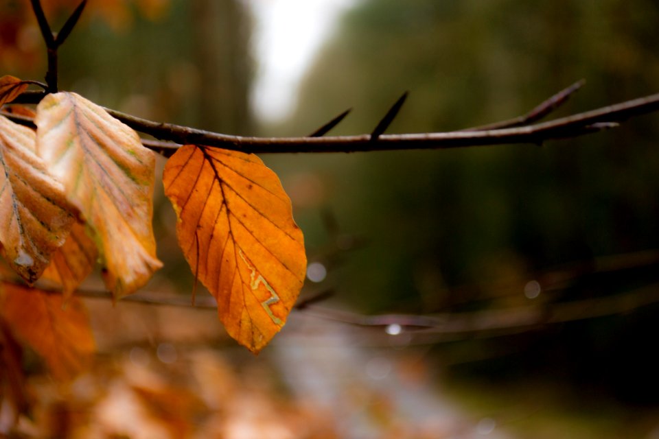 Road, Forest, Tress leaf