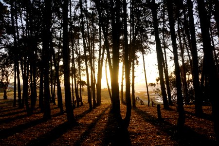 El quisco, Chile, Trees