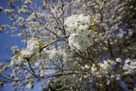 Cherry blossom tree flowering tree photo