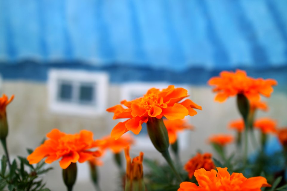 Busan, South korea, Flower