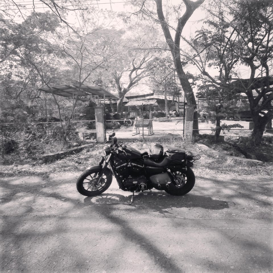 Tree, Harley motoclycle