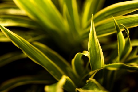 Young, Plant, Spider
