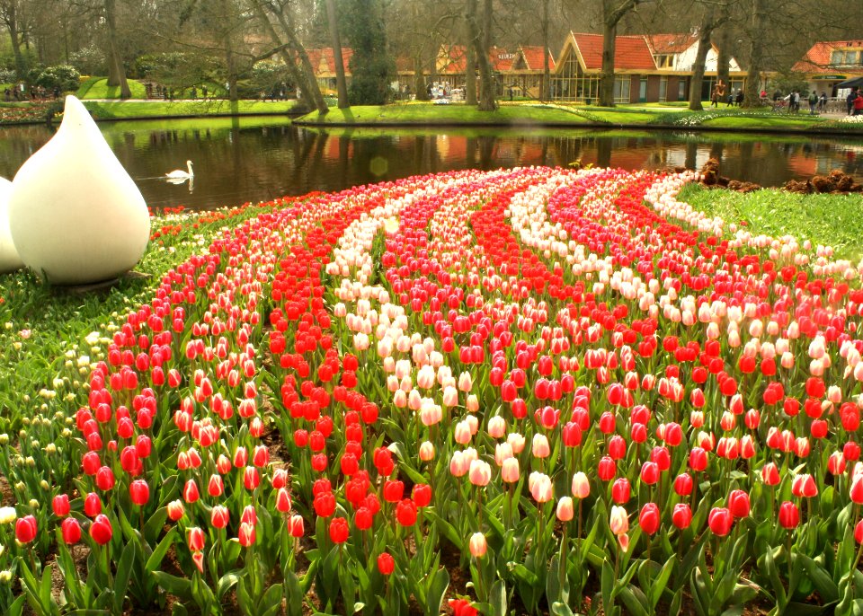 Keukenhofnoord, Lisse, Netherl