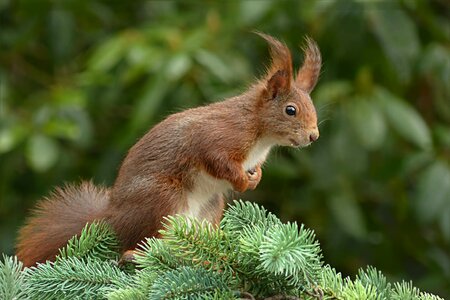 Rodent garden foraging